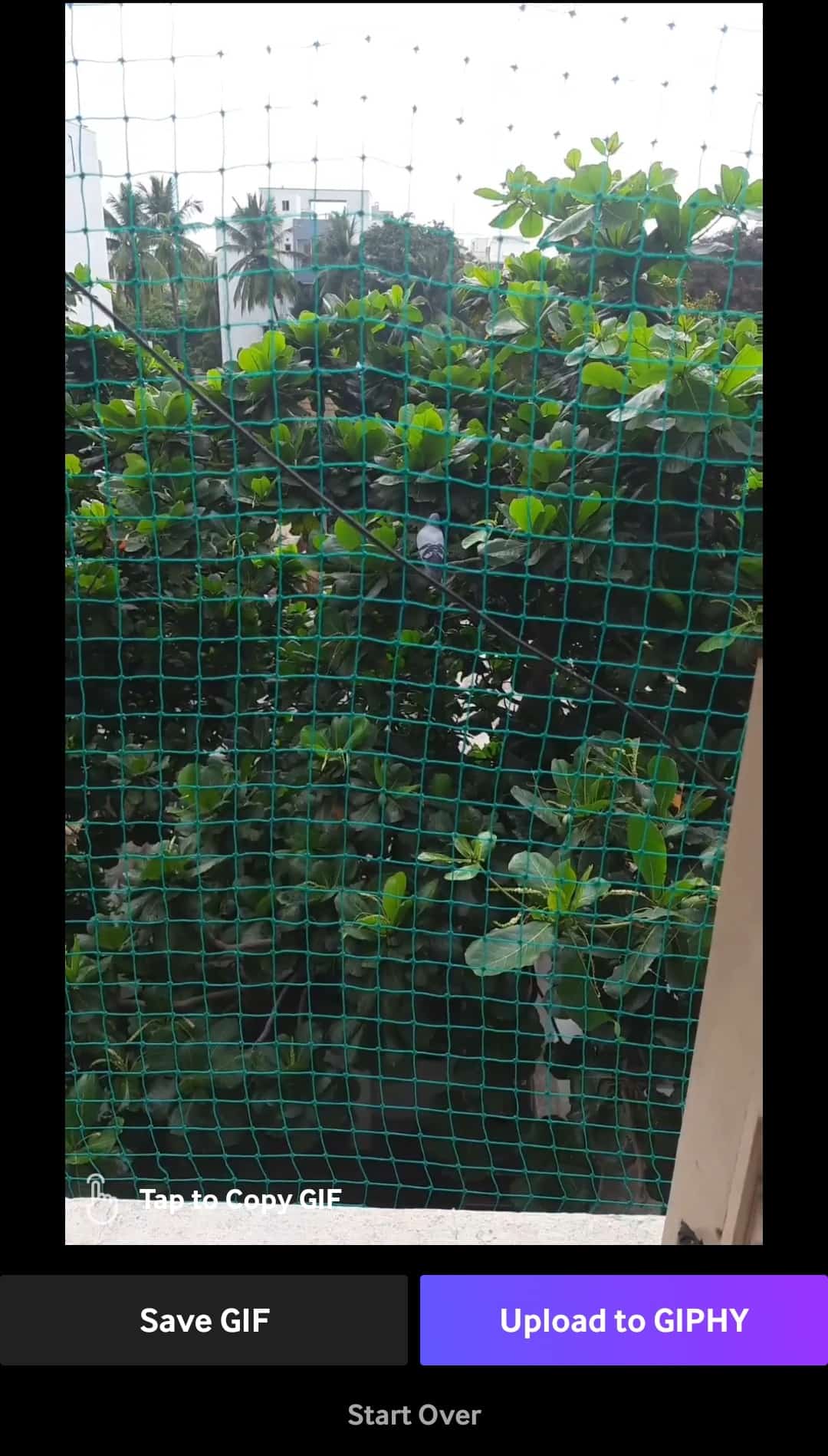 save the gif or upload it to Giphy