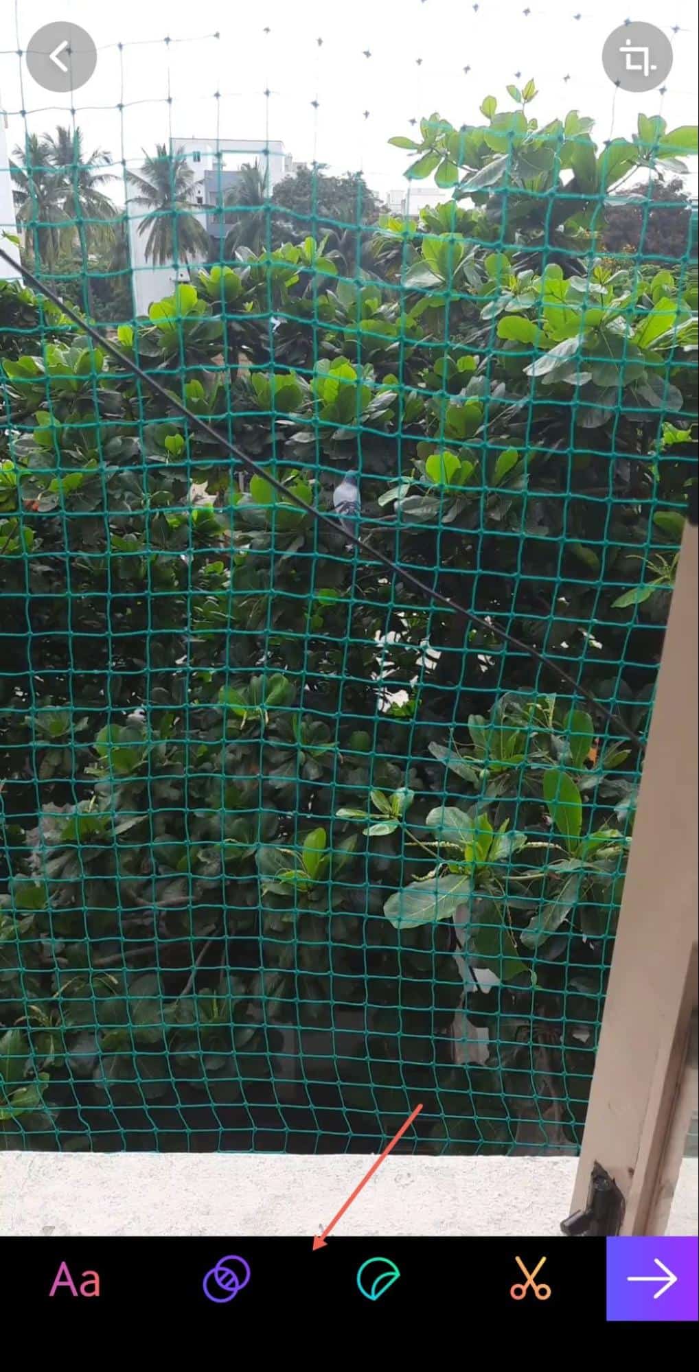 video of a pigeon on a tree